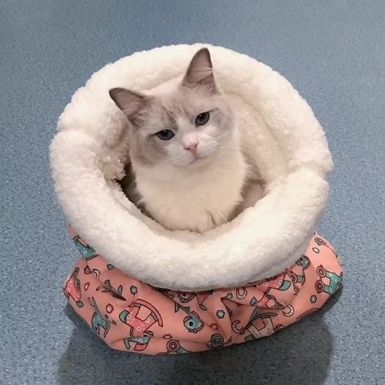 chat-assis-dans-Panier-pour-chat-catsleepingbag-rose