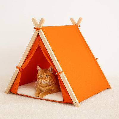 chat-beige-assis-sous-tente-pour-chat-orange-mont-chatelier